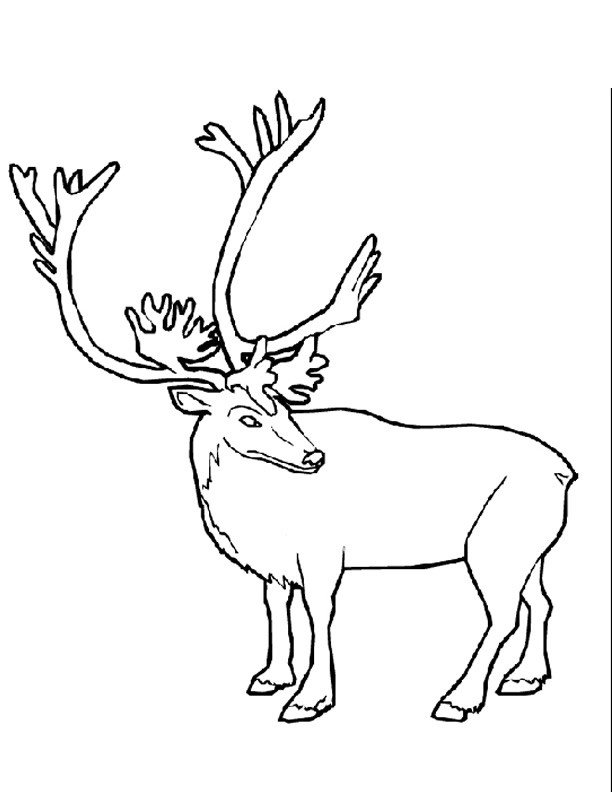Coloriage Caribou gratuit à imprimer