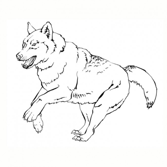 Coloriage Loup gratuit à imprimer