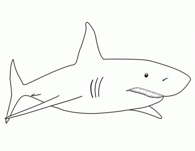 Coloriage Requin blanc dessin gratuit à imprimer