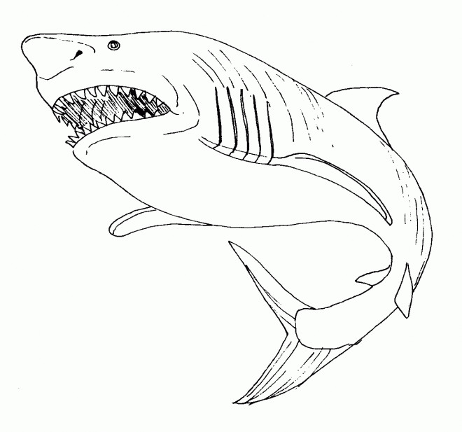 Coloriage Requin portrait dessin gratuit à imprimer