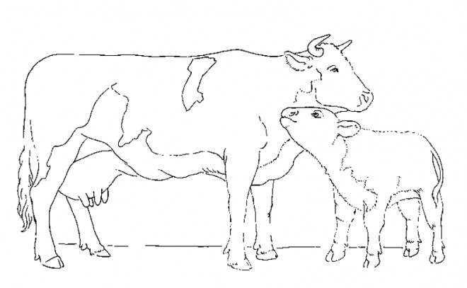 Coloriage Boeuf et son Petit dessin gratuit à imprimer