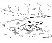 Coloriage Alligator dans la rivière