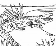 Coloriage Alligator entrant dans l'eau