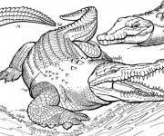 Coloriage Alligators image réel