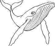 Coloriage Baleine animal de la mer