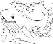 Coloriage Baleine blanche avec son fils