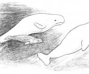 Coloriage et dessins gratuit Beluga au crayon à imprimer