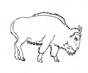 Coloriage Bison adulte
