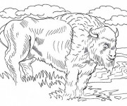 Coloriage et dessins gratuit Bison d'Amérique du Nord à imprimer