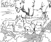 Coloriage et dessins gratuit Bison dans le zoo à imprimer