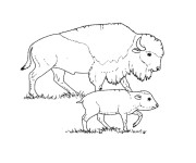 Coloriage et dessins gratuit Bison et son petit à imprimer