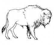 Coloriage et dessins gratuit Bison simple à imprimer
