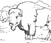 Coloriage et dessins gratuit Des bisons entrain de manger à imprimer