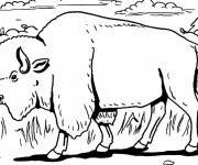Coloriage et dessins gratuit Un Bison marche en forêt à imprimer