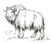 Coloriage et dessins gratuit Bison des steppes à imprimer