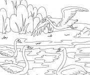Coloriage Beau dessin des Canards sur la rivière