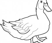 Coloriage Canard dessin des animaux