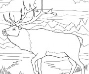 Coloriage et dessins gratuit Caribou dans la forêt à imprimer