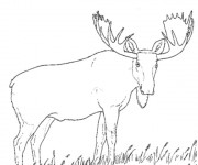 Coloriage et dessins gratuit Caribou dans la nature à imprimer