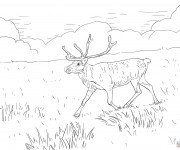 Coloriage Caribou dans la plaine