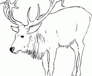 Coloriage Caribou en ligne