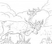 Coloriage et dessins gratuit Caribou géant à imprimer