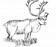 Coloriage et dessins gratuit Caribou noir et blanc à imprimer