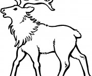 Coloriage et dessins gratuit L'animal de Caribou à imprimer