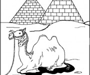 Coloriage Chameau devant les pyramides