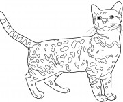 Coloriage Chat Leopard du Bengale
