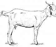 Coloriage Chèvre au crayon