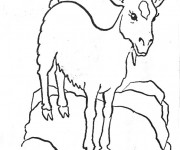 Coloriage Chèvre sur un rocher