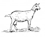 Coloriage Une Chèvre en maternelle