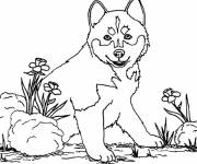 Coloriage et dessins gratuit Chien loup à imprimer