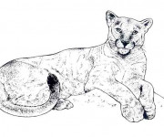 Coloriage et dessins gratuit Cougars en couleur à imprimer