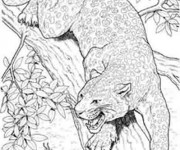 Coloriage et dessins gratuit Cougars sur l'arbre à imprimer