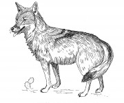 Coloriage Coyote à télécharger