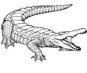 Coloriage Crocodile 11