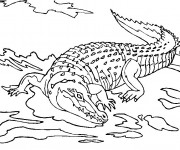 Coloriage et dessins gratuit Crocodile dans le lac à imprimer