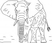 Coloriage et dessins gratuit Éléphant réaliste à imprimer