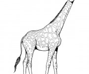 Coloriage et dessins gratuit Girafe au crayon à imprimer