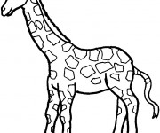 Coloriage Girafe et sa la longue cou