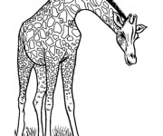 Coloriage et dessins gratuit Girafe maternelle à imprimer