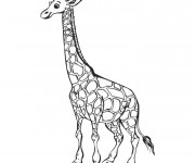 Coloriage Girafe simple
