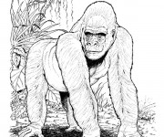 Coloriage Gorille réaliste