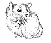 Coloriage Hamster au crayon