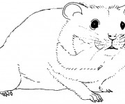Coloriage et dessins gratuit Hamster en noir et blanc à imprimer