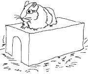 Coloriage Hamster russe