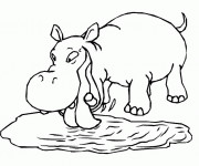 Coloriage Hippopotame en train de boire de l'eau
