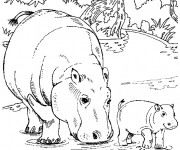 Coloriage Hippopotame et son petit